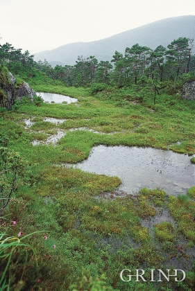 Landskap i Geitaknottane naturreservat 