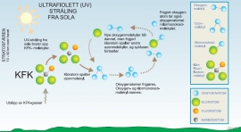 På figuren er det vist hvordan KFK-gasser først blir brutt ned til frie kloratomer som deretter spalter ozonmolekylene