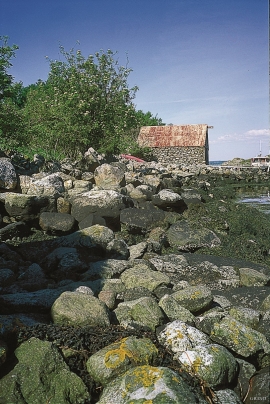 Steinblokkene i stranda på Husebø har bølgjene vaska ut av Herdlamorenen