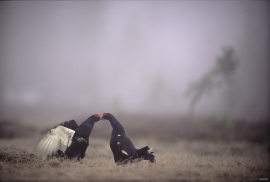 To orrhaner i spill på en skogsmyr i aprilskodda
