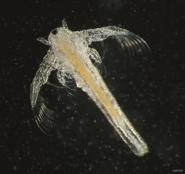 Ørkenplanktonet Artemia 
