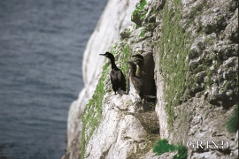 A flock of three youngsters is a lot for a shag, and is testimony to a good nutrient supply in the sea right by the nesting site.