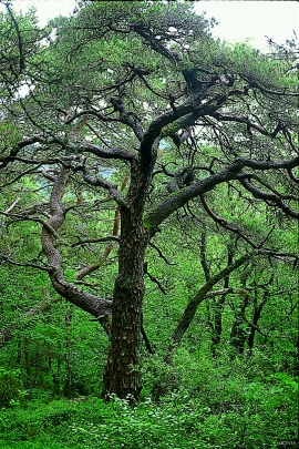 Old pine forest (Bjørn Moe) 