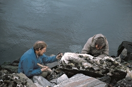 Amateur geologist Torgeir Garmo at work taking out crystals from the rock.