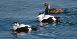 The eider population at Bømlo has increased sharply during the last decade.