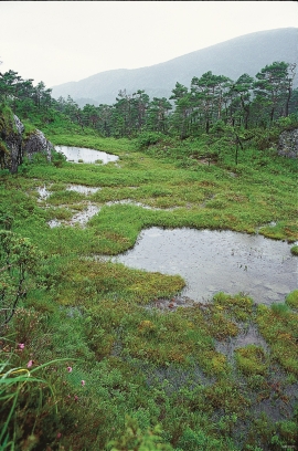 Typical landscape in Geitaknottane Nature Preserve