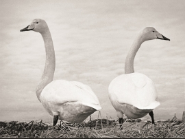 Song swans in Lake Frøland 