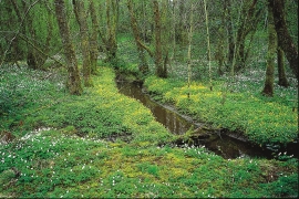 Spring in the black alder forest of Hystadsmarkjo.