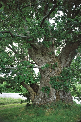 Bridal oak