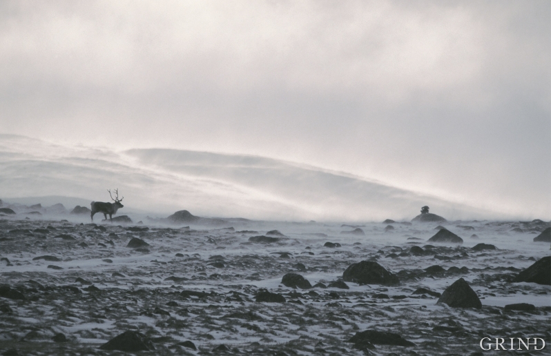 Det er til å undres over at et så stort dyr som reinen greier å overleve i den karrige vestnorske fjellheimen. Den nøysomme laven er reinens vintermatkammer – et fascinerende eksempel på naturens finstilte balanse. (Knut Strand)