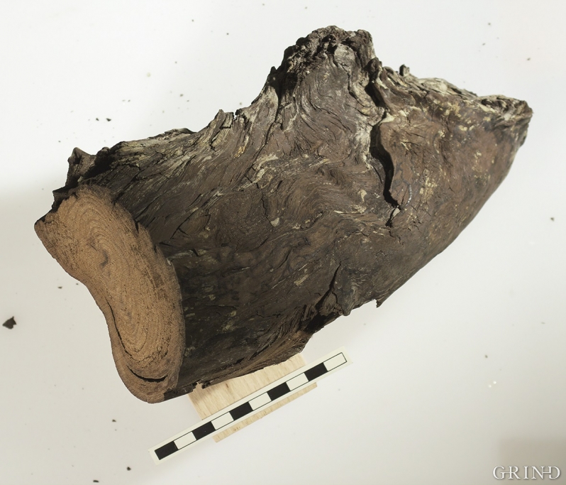 En 120 000 år gammel granstokk fra utgravingene på Fjøsanger
