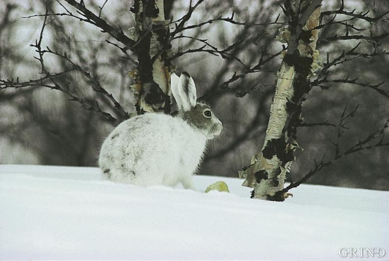 Haren finst mange stader i Hordaland, men sjeldan særleg talrikt 